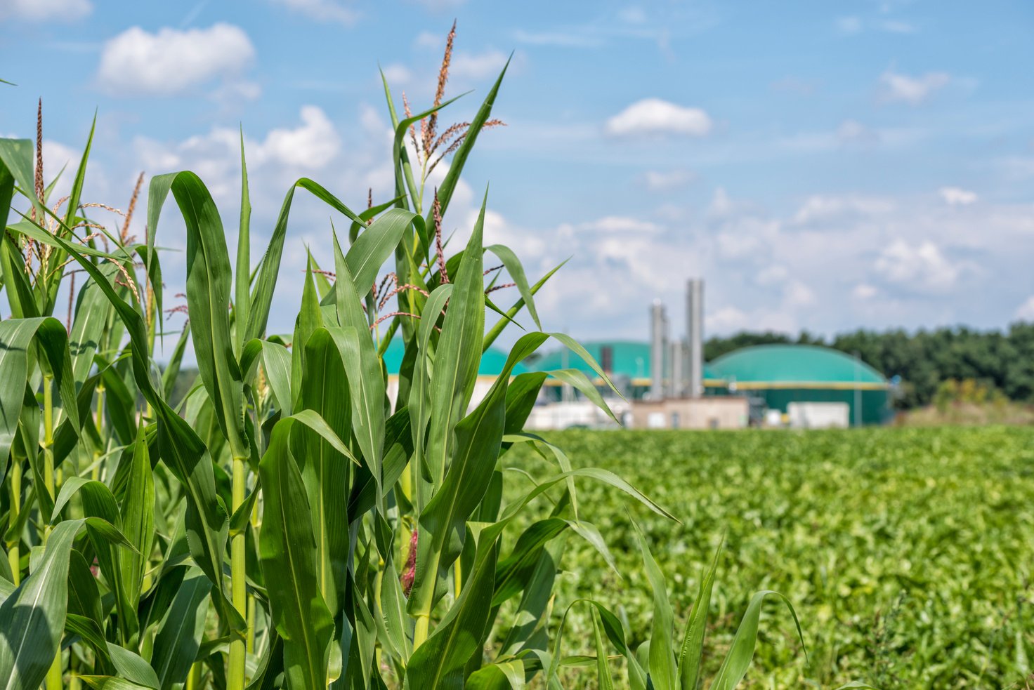 Biomass energy plant behind a cornfield Energiewende Biogas